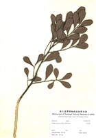 藏品(象牙樹)的圖片